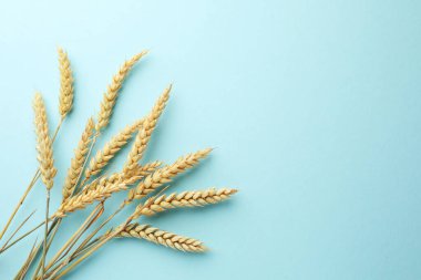 Açık turkuaz arka planda bir sürü buğday çivisi, düz bir zemin. Metin için boşluk