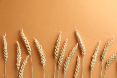 Altın arka planda bir sürü buğday filizi, düz bir zemin. Metin için boşluk