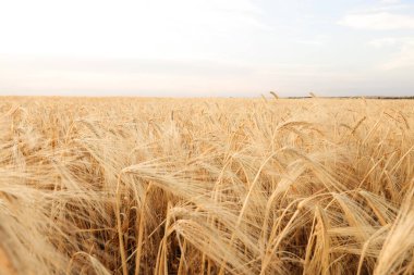 Olgunlaşan buğday dallarıyla güzel bir tarla manzarası