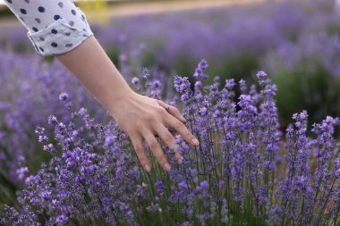 Dışarıda güzel açan lavanta çiçeklerine dokunan kadın, yakın plan.