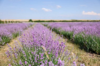 Güzel açan lavanta çiçekleri tarlada büyüyor, yakın plan