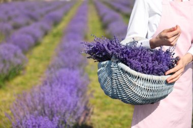 Tarlada elinde sepet dolusu lavanta çiçeği olan bir kadın, yakın plan. Metin için boşluk