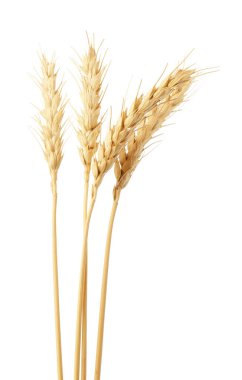 Beyaz arka planda kurumuş buğday başakları