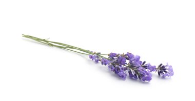 Güzel kokulu lavanta çiçekleri beyazda izole edilmiş.