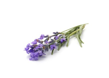 Güzel kokulu lavanta çiçekleri beyazda izole edilmiş.