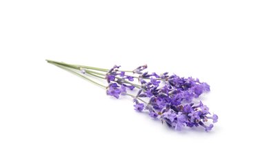Güzel kokulu lavanta çiçekleri beyazda izole edilmiş.