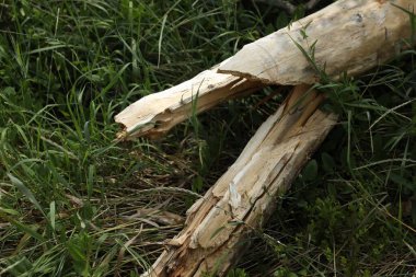 Kırık ağaç dalı yeşil çimlerin üzerinde, yakın plan.