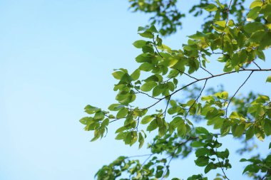 Gökyüzüne karşı yeşil yaprakları olan güzel ağaç dalları, yakın çekim. Metin için boşluk