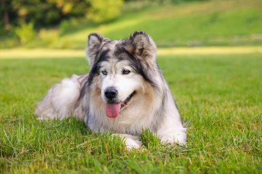 Sevimli Alaska köpeği yeşil çimlerin üzerinde uzanıyor.
