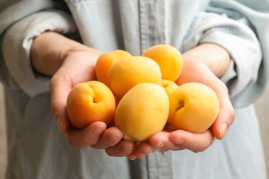 Taze olgun kayısılar tutan bir kadın, yakın çekim görüntüsü.