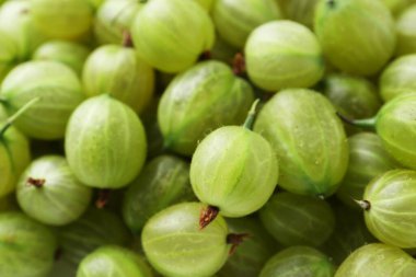 Arka plan olarak pek çok taze bektaşi üzümü var.