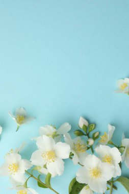 Açık mavi arka planda güzel yasemin çiçekleri, düz uzanmış. Metin için boşluk
