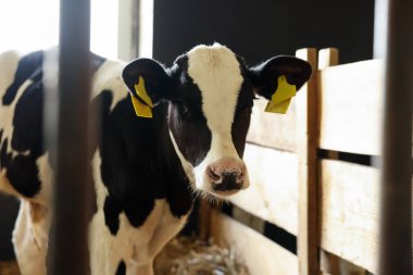 Süt çiftliğindeki ahırın içinde çitin yanında şirin bir buzağı.