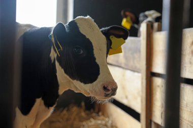 Süt çiftliğindeki ahırda şirin bir buzağı.