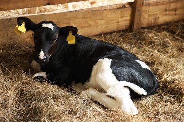 Süt çiftliğindeki ahırda şirin bir buzağı.