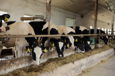 Süt çiftliğindeki ahırın içinde çitlerin yanında saman yiyen şirin buzağılar.