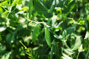 Yeşil yapraklı bezelye bitkileri ve tarlada büyüyen kabuklar, yakın çekim