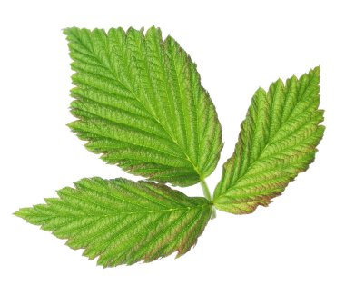 Yeşil ahududu yapraklı Sprig beyaz üzerine izole