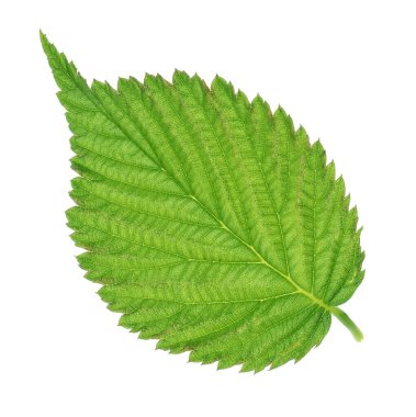 Bir yeşil ahududu yaprağı beyaza izole edilmiş