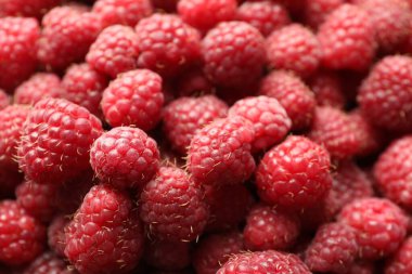 Many fresh ripe raspberries as background, closeup