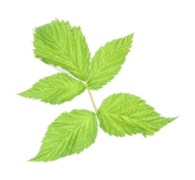 Yeşil ahududu yapraklı Sprig beyaz üzerine izole