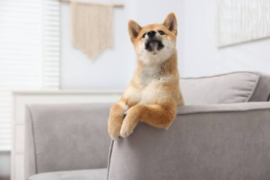 Şirin Shiba Inu köpeği kanepede poz veriyor.