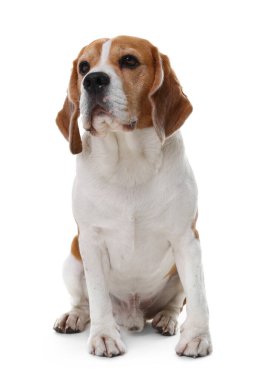 Beyaz arka planda sevimli bir Beagle köpeği. Sevimli hayvan.