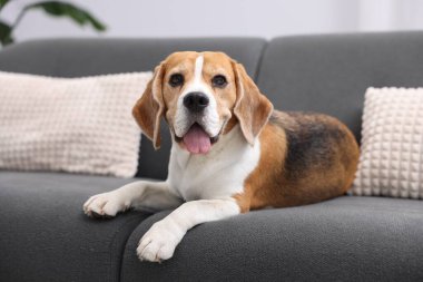 Evdeki kanepede yatan sevimli Beagle köpeği.