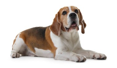 Beyaz arka planda sevimli bir Beagle köpeği. Sevimli hayvan.