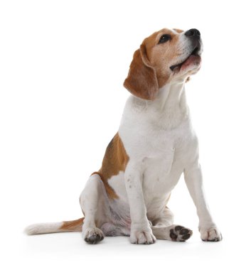 Beyaz arka planda sevimli bir Beagle köpeği. Sevimli hayvan.