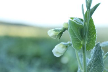 Açık havada çiçek açan yeşil bezelye bitkisi, yakın plan. Metin için boşluk