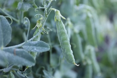 Açık havada büyüyen olgun yeşil bezelye kabukları, yakın plan. Metin için boşluk