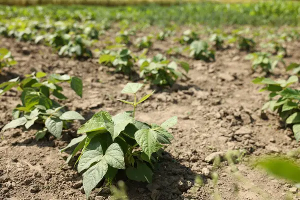 Yeşil yapraklı soya bitkileri tarlada büyüyor.