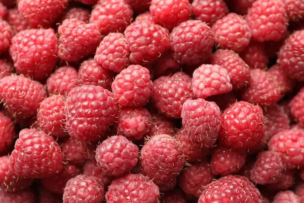 Arka plan olarak pek çok taze ahududu, üst görünüm