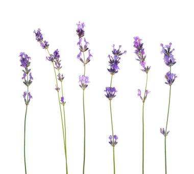 Beyaz lavanta, set. Güzel kokulu çiçekler.