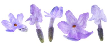 Lavanta çiçekleri beyaz sette izole edilmiş. Güzel kokulu çiçekler.