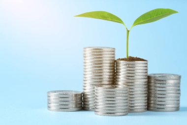 Tasarruf kavramı. Yığılmış paralar ve yeşil filizler açık mavi arkaplanda