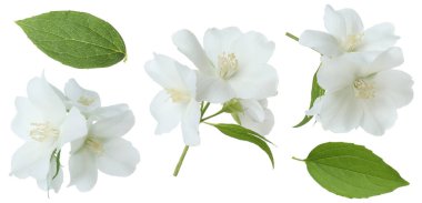 Kokulu yasemin çiçekleri ve yaprakları beyaz sette izole edilmiş.