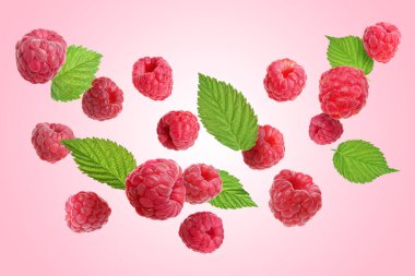 Pembe arka planda uçuşan taze ahududu ve yeşil yapraklar.