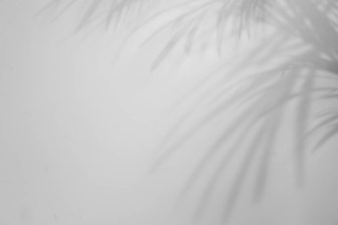 Beyaz arka planda tropik palmiye dallarının gölgeleri. Siyah ve beyaz tonlama