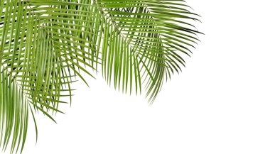 beyaz zemin üzerine yeşil tropikal palmiye yaprakları