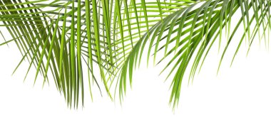 beyaz zemin üzerine yeşil tropikal palmiye yaprakları