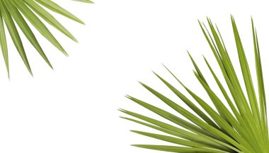 Beyaz arka planda parlak yeşil palmiye yaprakları. Tropik bitki