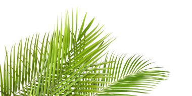 Beyaz arka planda parlak yeşil palmiye yaprakları. Tropik bitki