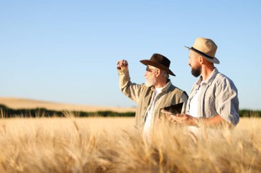 Olgun buğdaylı çiftçiler açık havada, metin için alan
