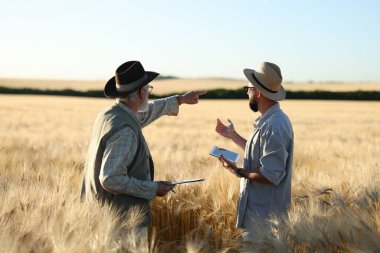 Olgun buğdaylı tarlada çiftçiler, arka manzara