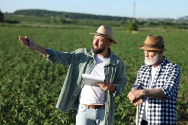 Olgunlaşmamış soya tarlasında çiftçiler