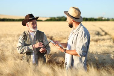 Olgun buğdaylı tarlada çiftçiler
