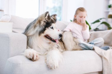 Evde köpeğine alerjisi olan bir kız, seçici bir odak noktası.