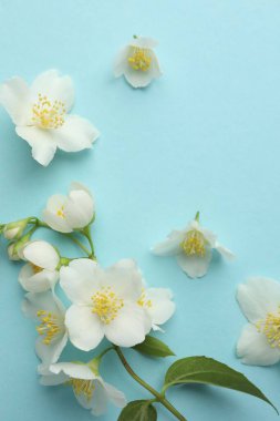 Açık mavi arka planda güzel yasemin çiçekleri, düz uzanmış. Metin için boşluk